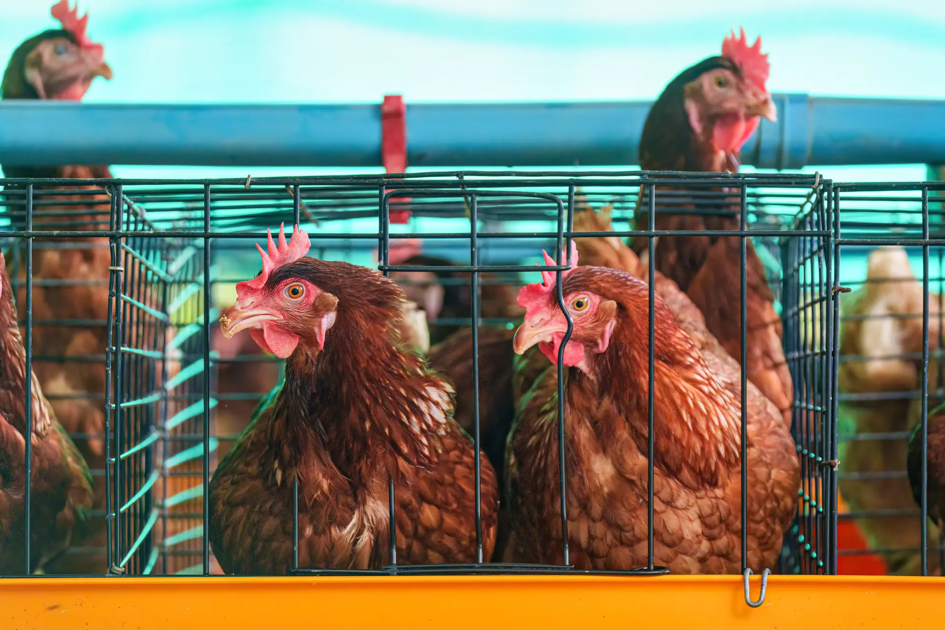 A calm farm scene with chickens